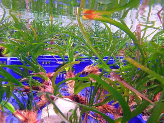 Cultivo de posidonia