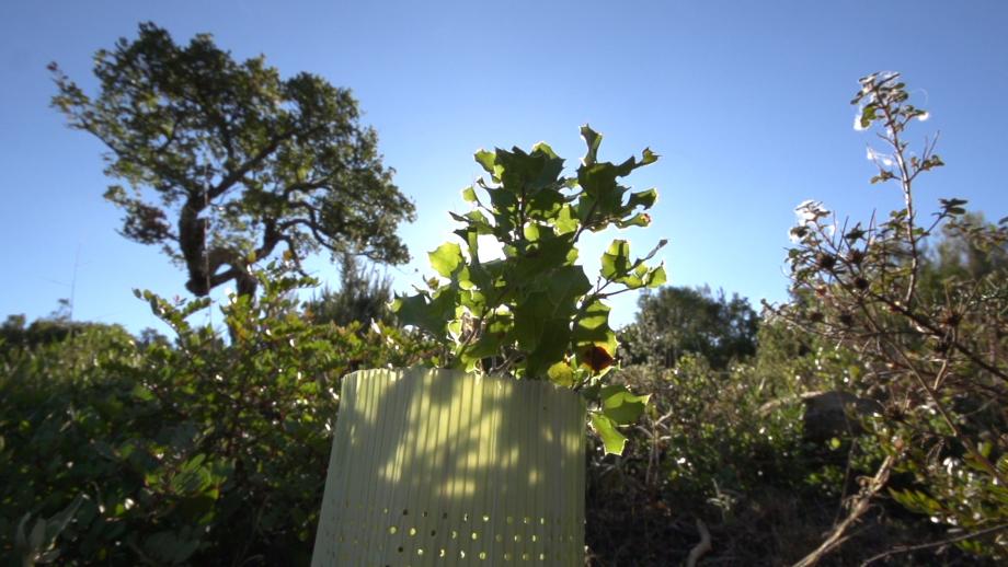 El Parque Natural Los Alcornocales es uno de los espacios forestales más singulares de España, caracterizado por los llamados “canutos”, un tipo particular de bosque en galería, único en Europa, donde sobreviven numerosas especies vegetales propias de la flora terciaria continental, gracias al clima de la zona. El parque alberga la superficie de alcornocal más extensa del continente.