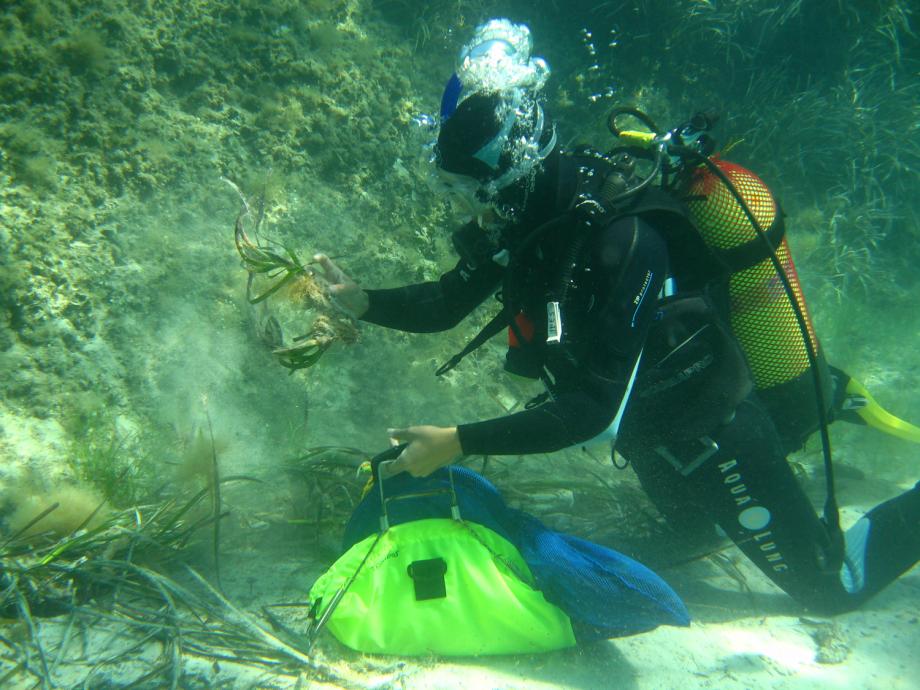 Recolecta de los fragmentos de Posidonia.