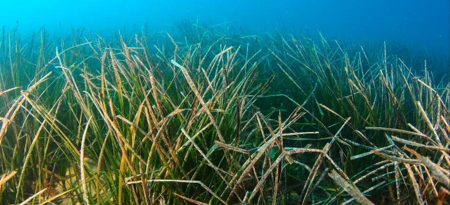 Pradera de posidonia oceánica.