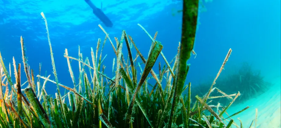 Actuaciones ambientales en las praderas de posidonia.