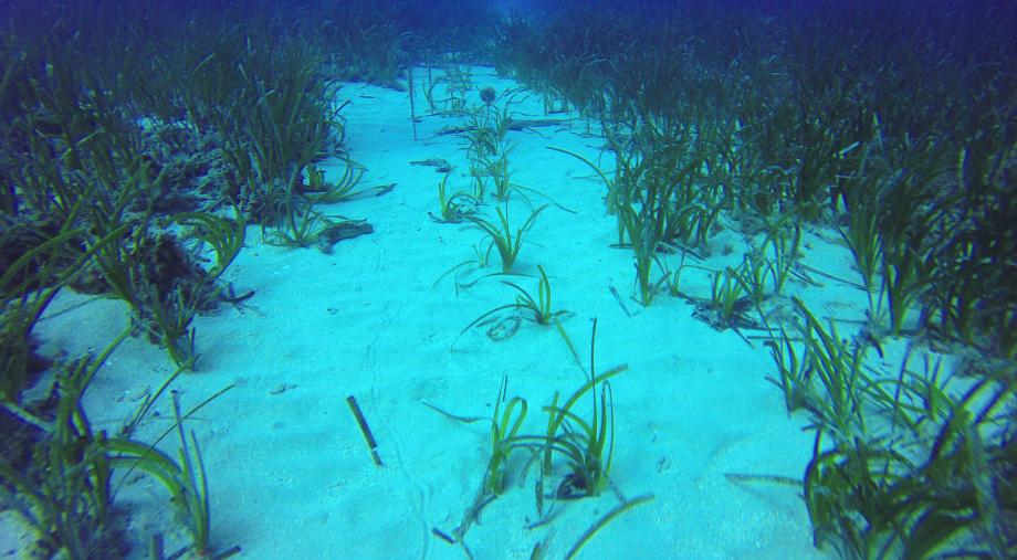 Plantación de Posidonia.