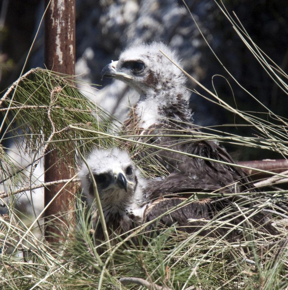 Pareja de pollos de águila en su primer día en el nido. / Carlota Viada