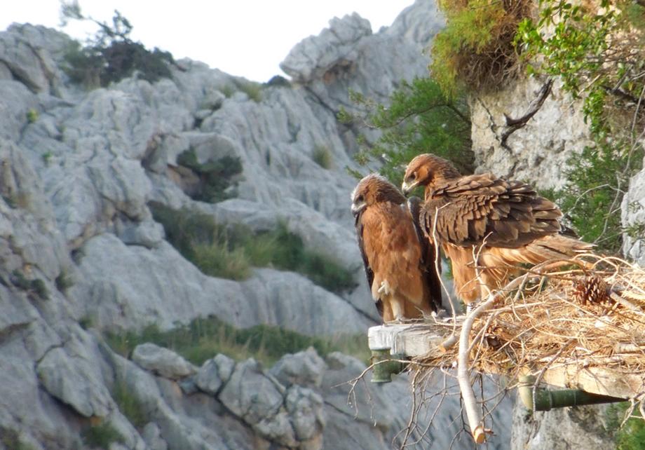 Pareja de ejemplares de águila un día antes de su primer vuelo en la sierra de Tramontana / Lalo Ventoso.