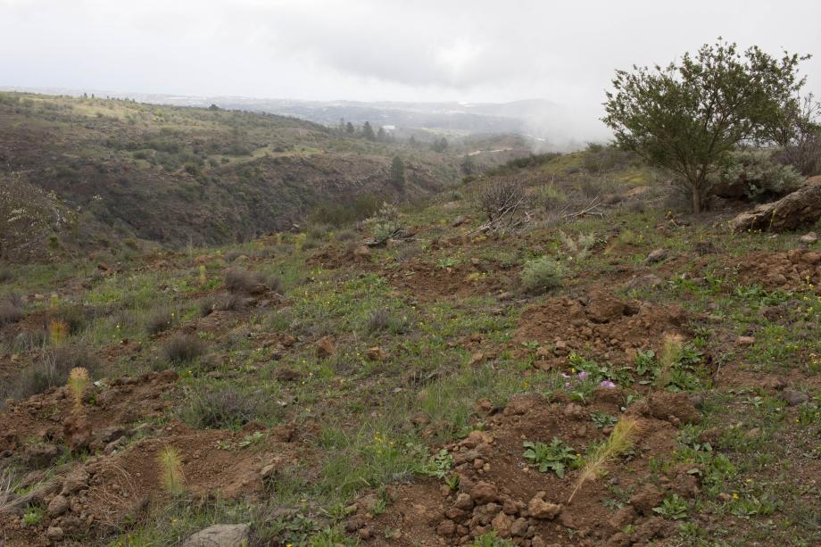 Part of the area of Chajaña reforested by Red Eléctrica and the Island Council of Tenerife.