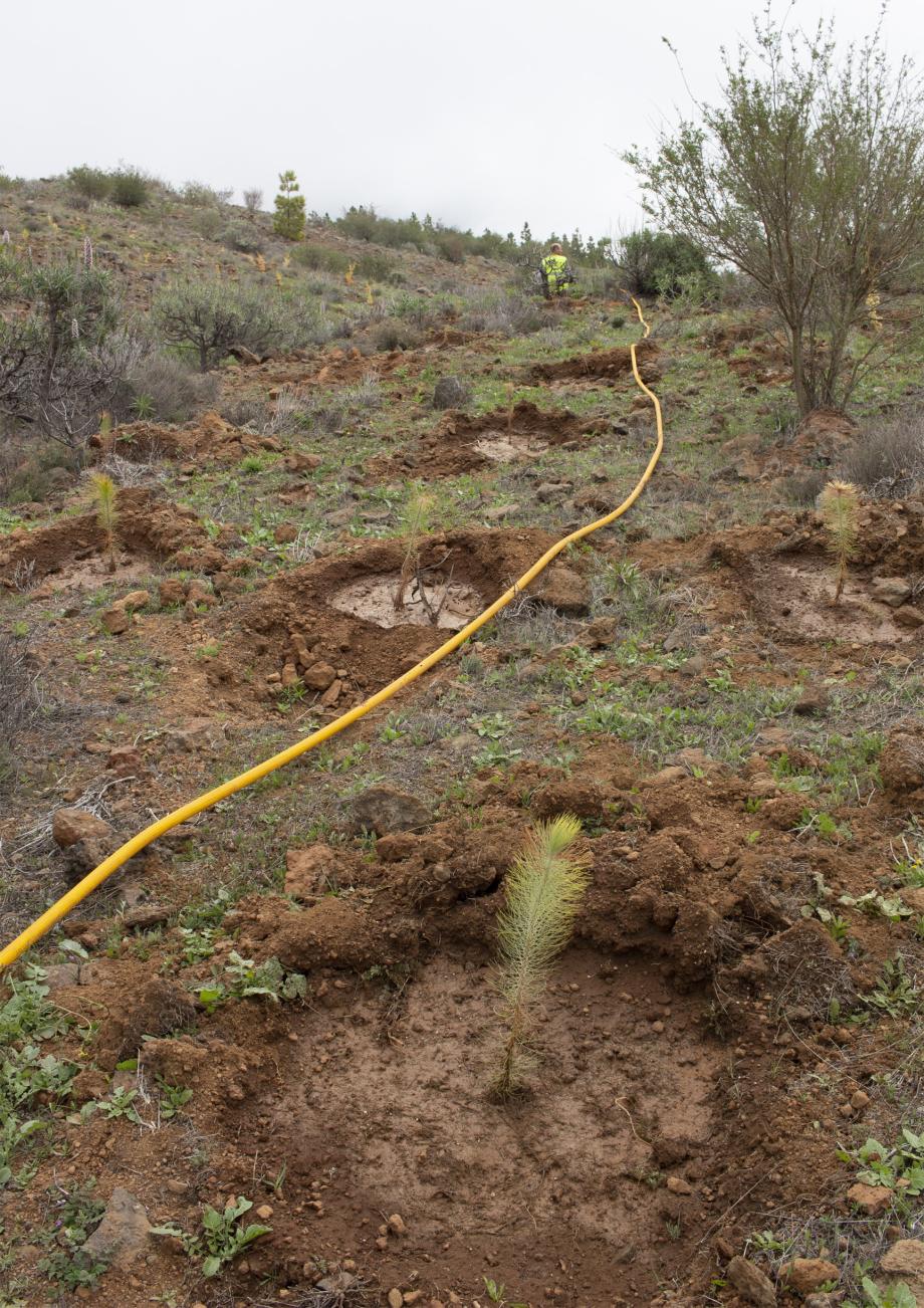 One of the Canary Island pines planted as part of the reforestation project which includes the planting of more than 7,000 native trees and shrubs in the La Corona Forestal Natural Park.