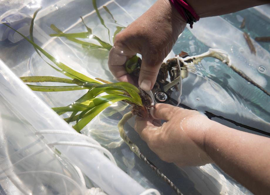 Frgments of 'Posidonia oceanica' before being replaintted in the Bay of Pollensa.