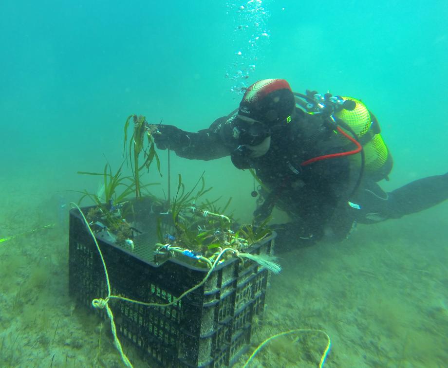 Replaintting posidonia seagrass in other suitable areas.
