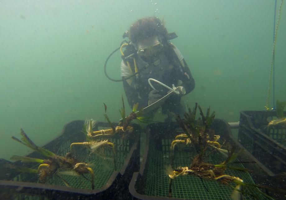 Recreación de plantación de posidonia, tras el cultivo previo de las plántulas.