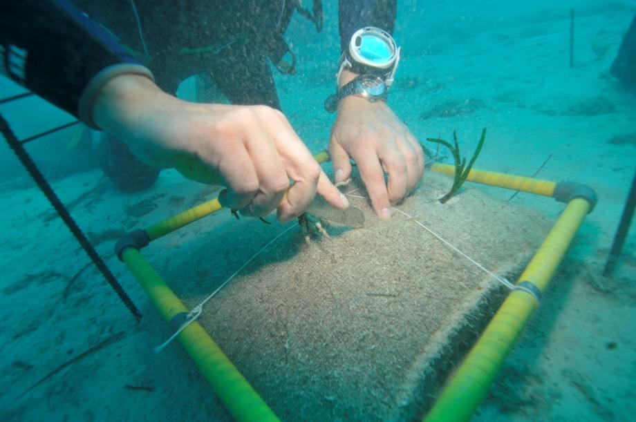 Proceso de plantación de fragmentos de 'Posidonia oceanica'.