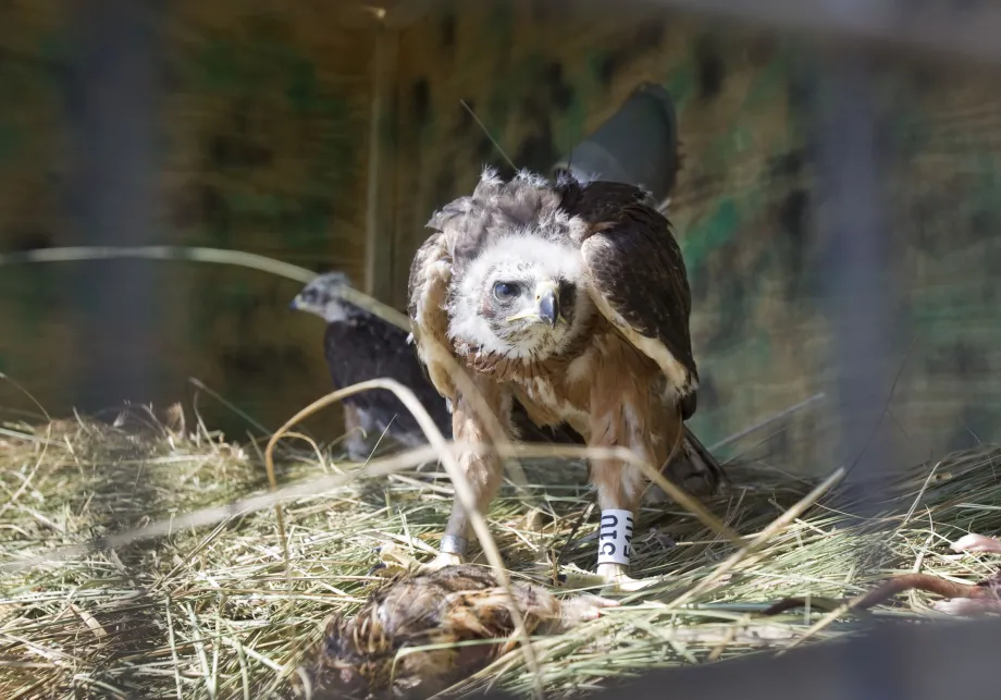 En junio del 2013, dos ejemplares de esta especie fueron liberados en la Serra de Tramuntana mallorquina. 