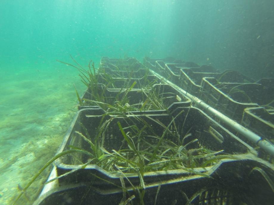 Cubetas de Posidonia sumergidas en el mar.