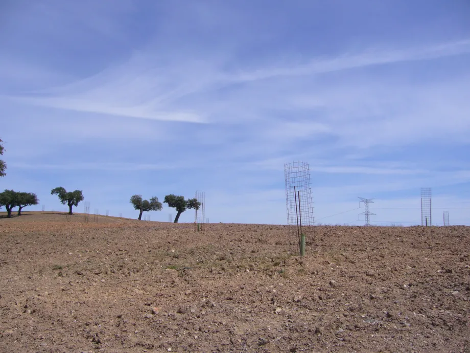 Protectores metálicos que preservan las nuevas plantaciones de posibles impactos del ganado.