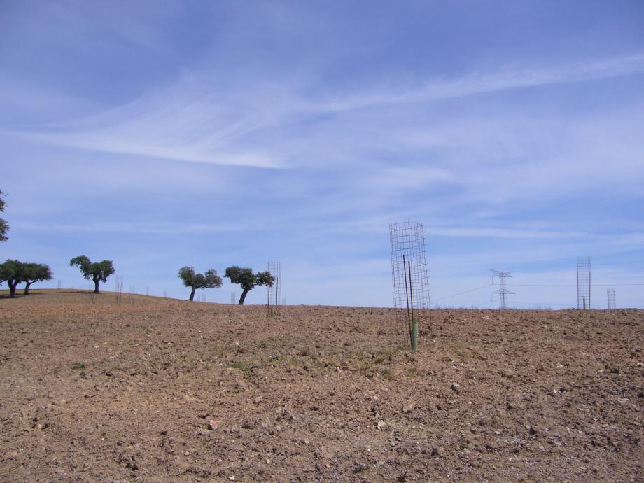 Protectores metálicos que preservan las nuevas plantaciones de posibles impactos del ganado.