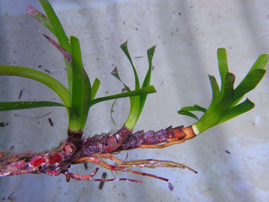 Brotes de 'Posidonia oceanica' cultivadas en laboratorio.