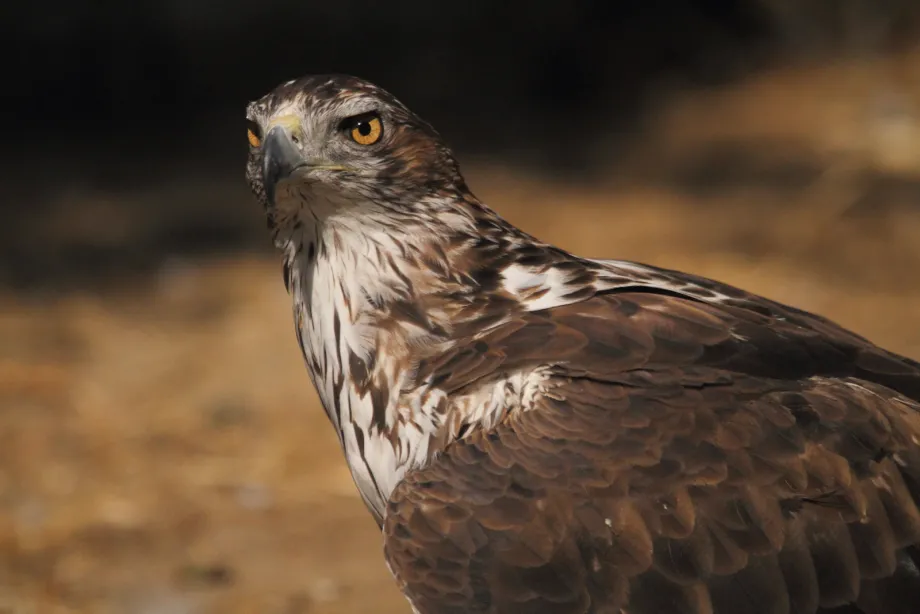  Mediante un convenio de colaboración firmado con el Gobierno Balear, la compañía aporta 88.000 euros al programa de reintroducción de esta especie en peligro de extinción.