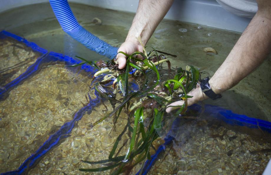 Muestra de 'Posidonia oceanica' cultivada en laboratorio.