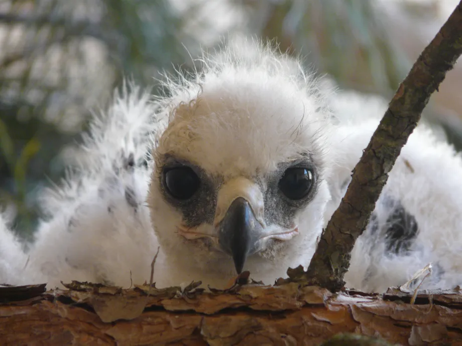 La aportación de Red Eléctrica sirve para posibilitar, hasta el 2014, la liberación y reintroducción de seis a ocho águilas más. 