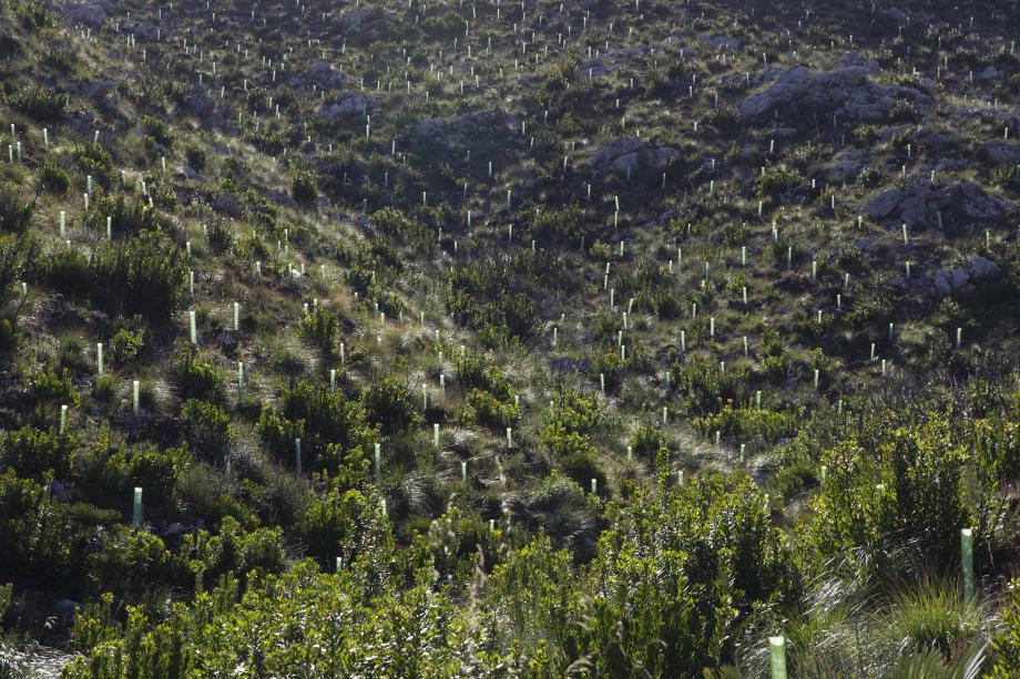 12,000 native tres, such as oak, pine and wild olive, have been planted in the public common land Sa Duaia-Es Recó in Artá.