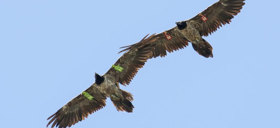 Dos quebrantahuesos volando