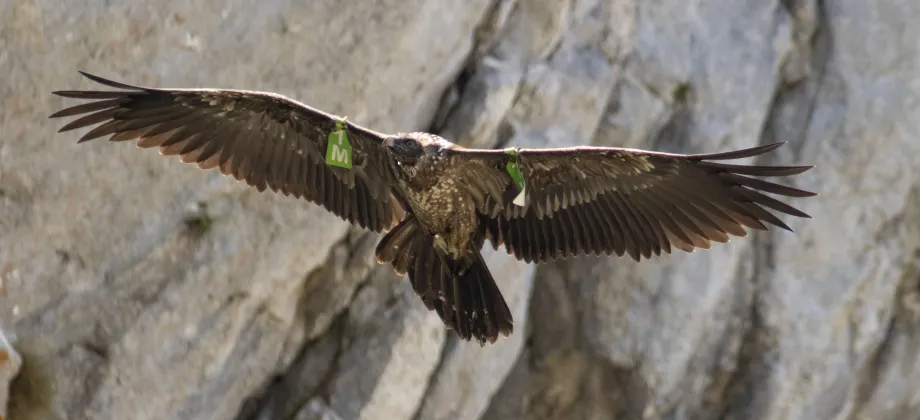 Quebrantahuesos volando