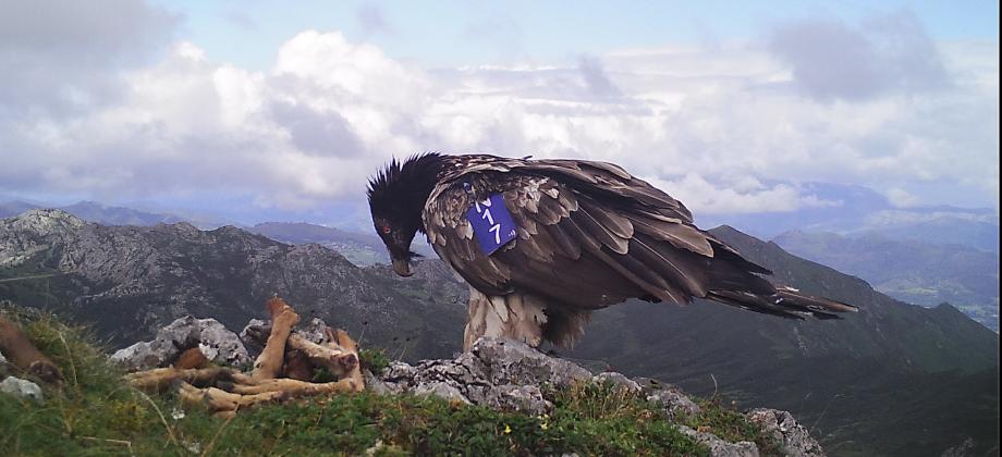 Quebrantahuesos