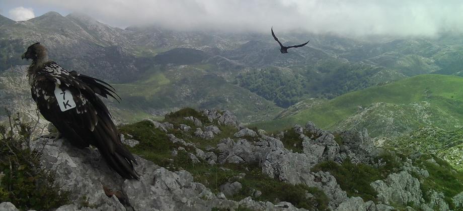 Dos quebrantahuesos: uno volando y otro posado en una piedra