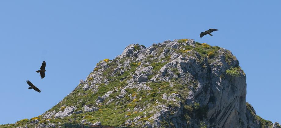 Quebrantahuesos volando