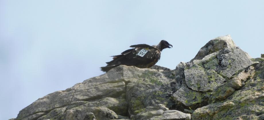 Quebrantahuesos posado