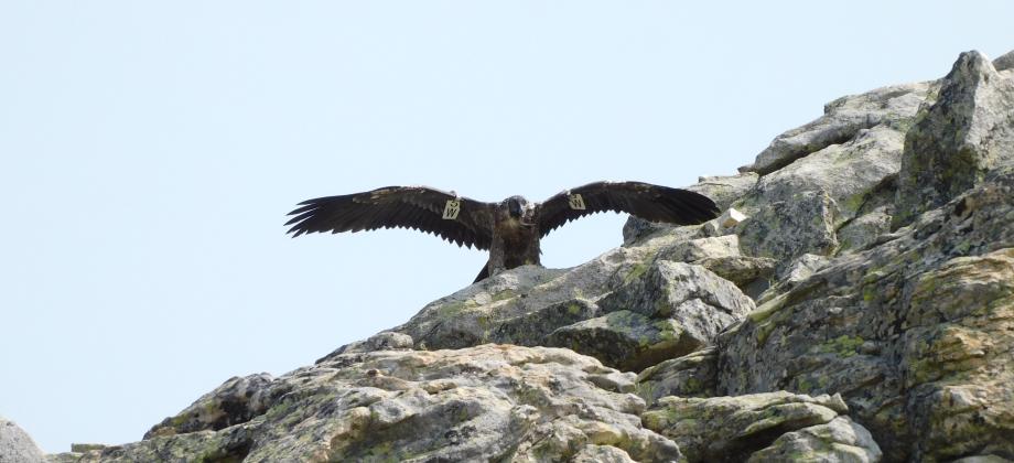 Quebrantahuesos posado con las alas desplegadas