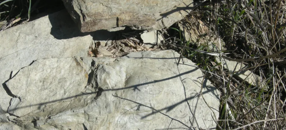 Primeras huellas localizadas en el yacimiento en la Zona Icnitas I.