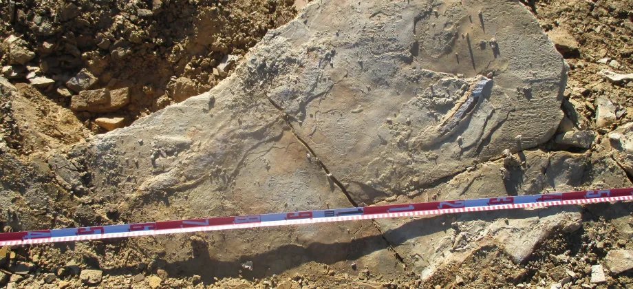 Posibles coprolitos hallados en la Zona Icnitas II.