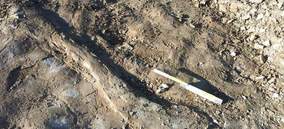 Estructuras de carga en el techo de la Unidad 6 y ubicación aproximada de los fragmentos óseos encontrados.