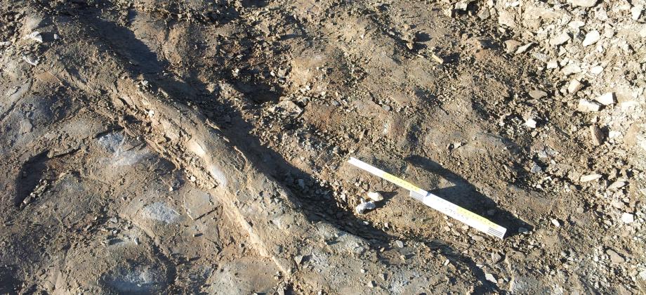 Load-bearing structures on the roof of Unit 6 and approximate location of the bone fragments found