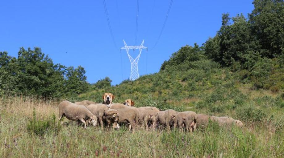 Ovejas y mastines reducen la biomasa bajo las redes de transporte de electricidad en la zona de La Robla y Cistierna, en León.
