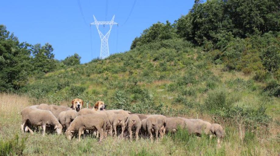 Ovejas y mastines pastan para reducir la vegetación bajo la red eléctrico.